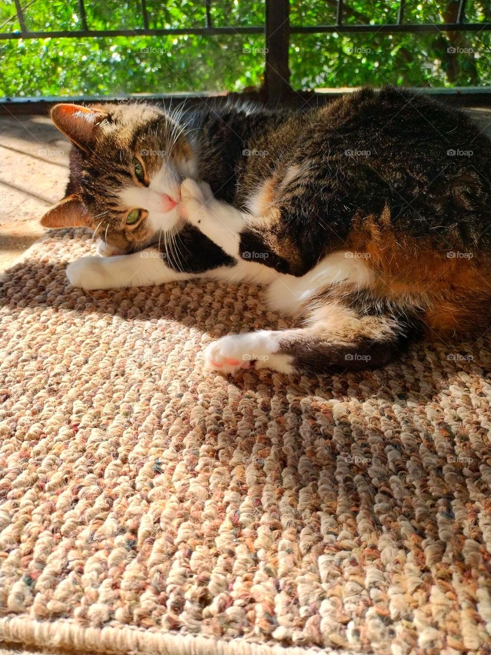 My sweet tabby cat laying on a rug on the balcony in the sunrays and cleaning her paw.