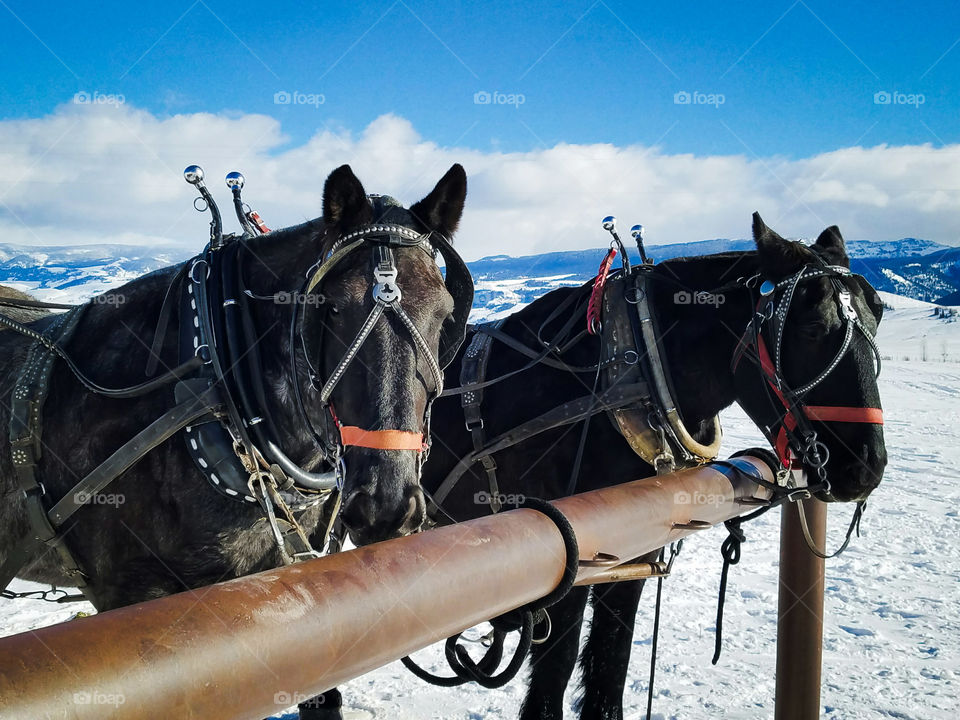 Cold and tired sleigh horses