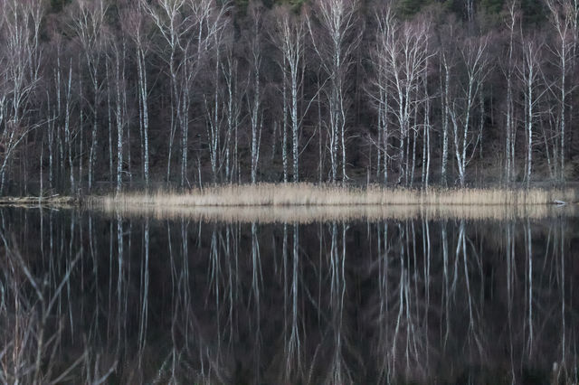 Birch tree reflection on mirror lake 