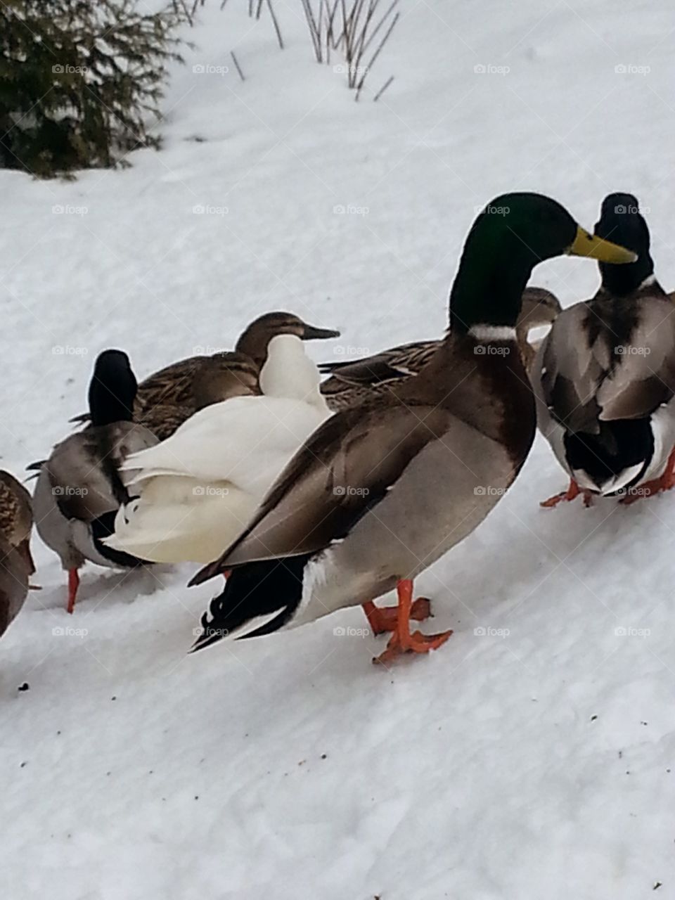 Winter Duck Visit!!