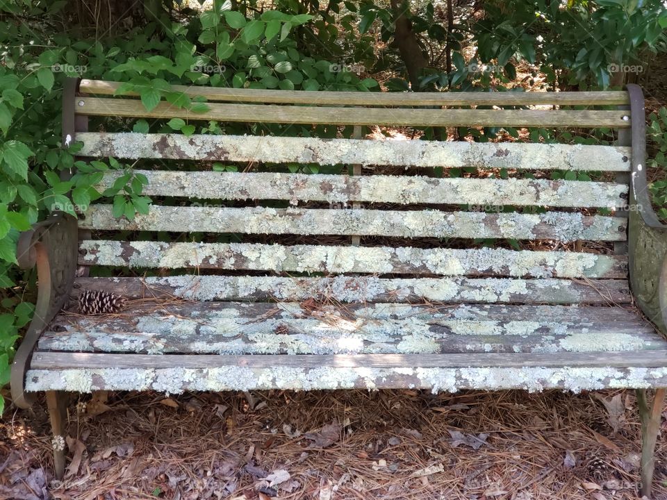 A backyard old wooden bench surrounded by leaves