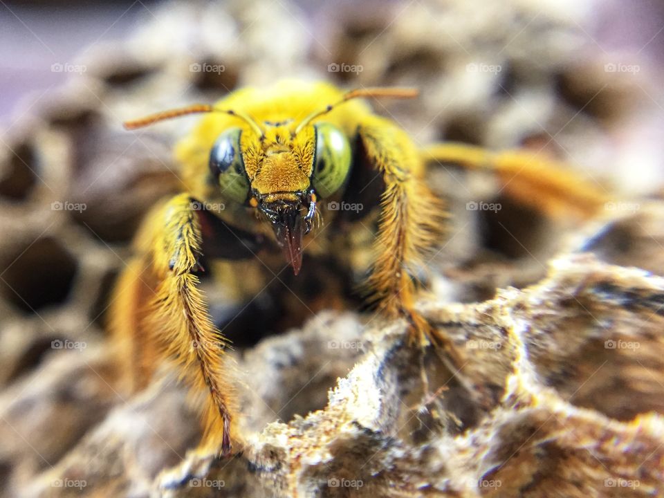 Macro photo of bee