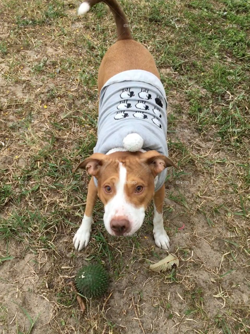Red nose pitbull wearing a sweater rescue field
