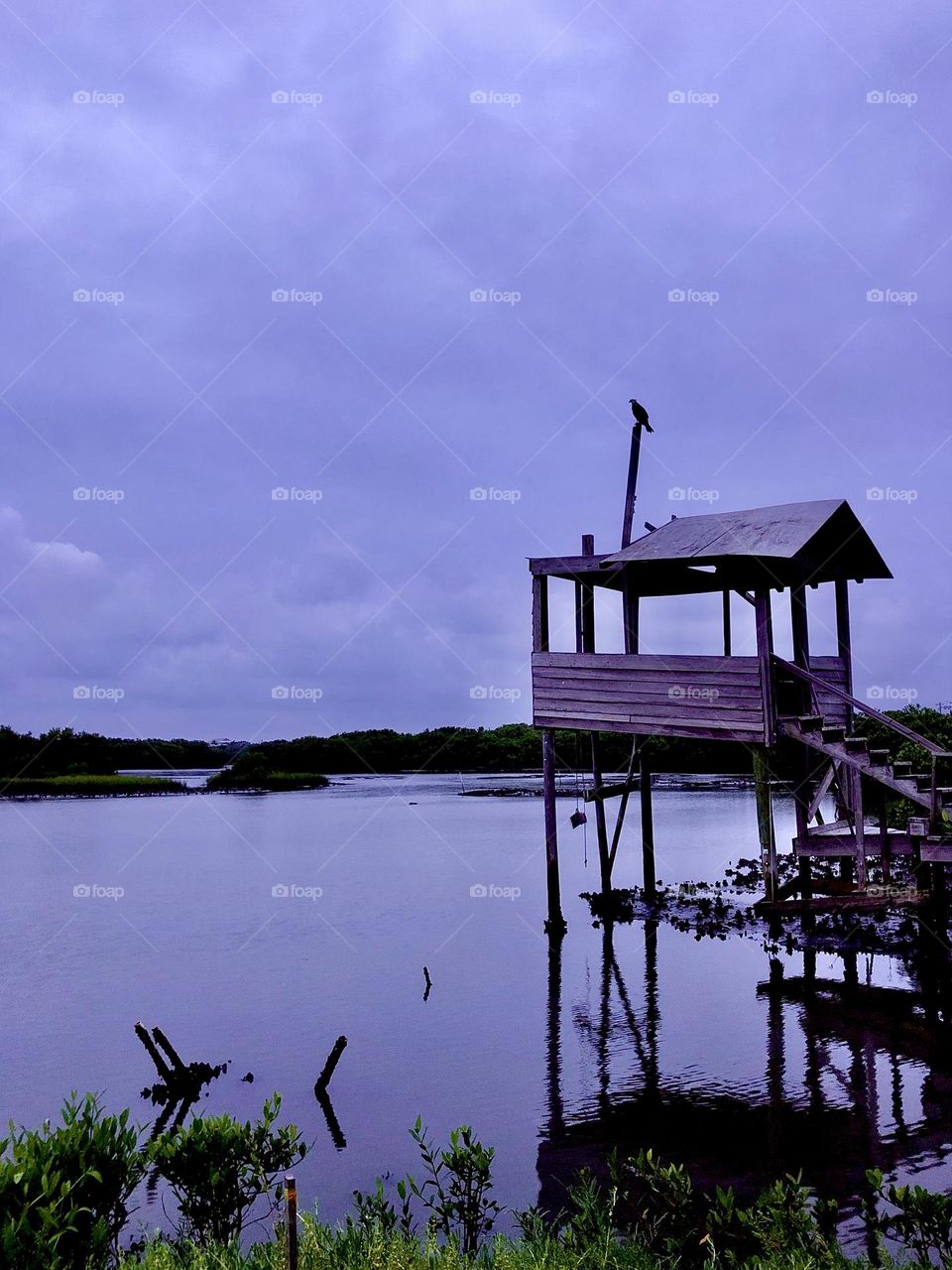 Osprey looking over the Back Bayou at dusk