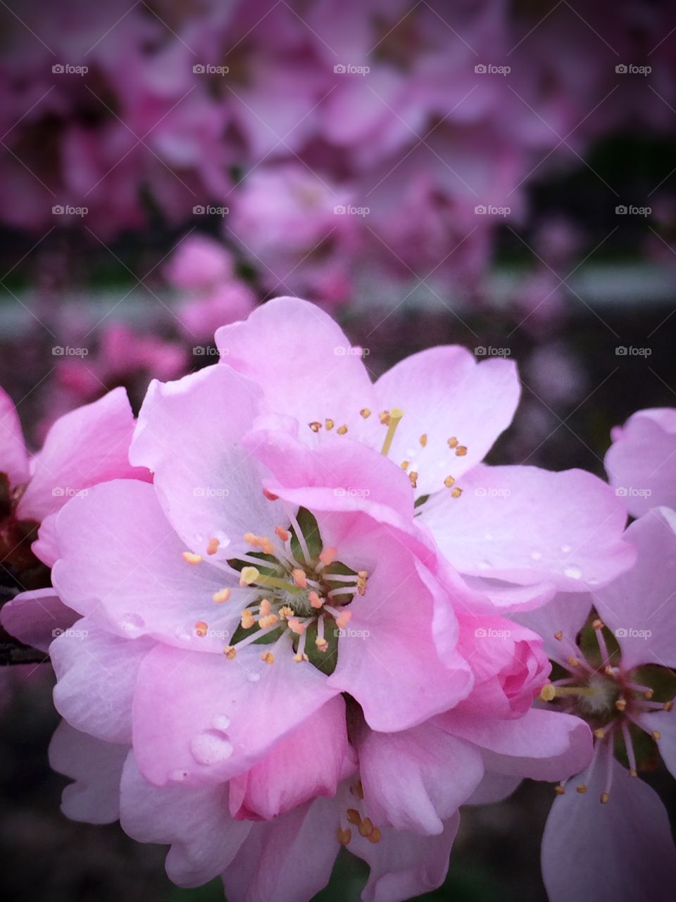 Pink flowers with water droplets 