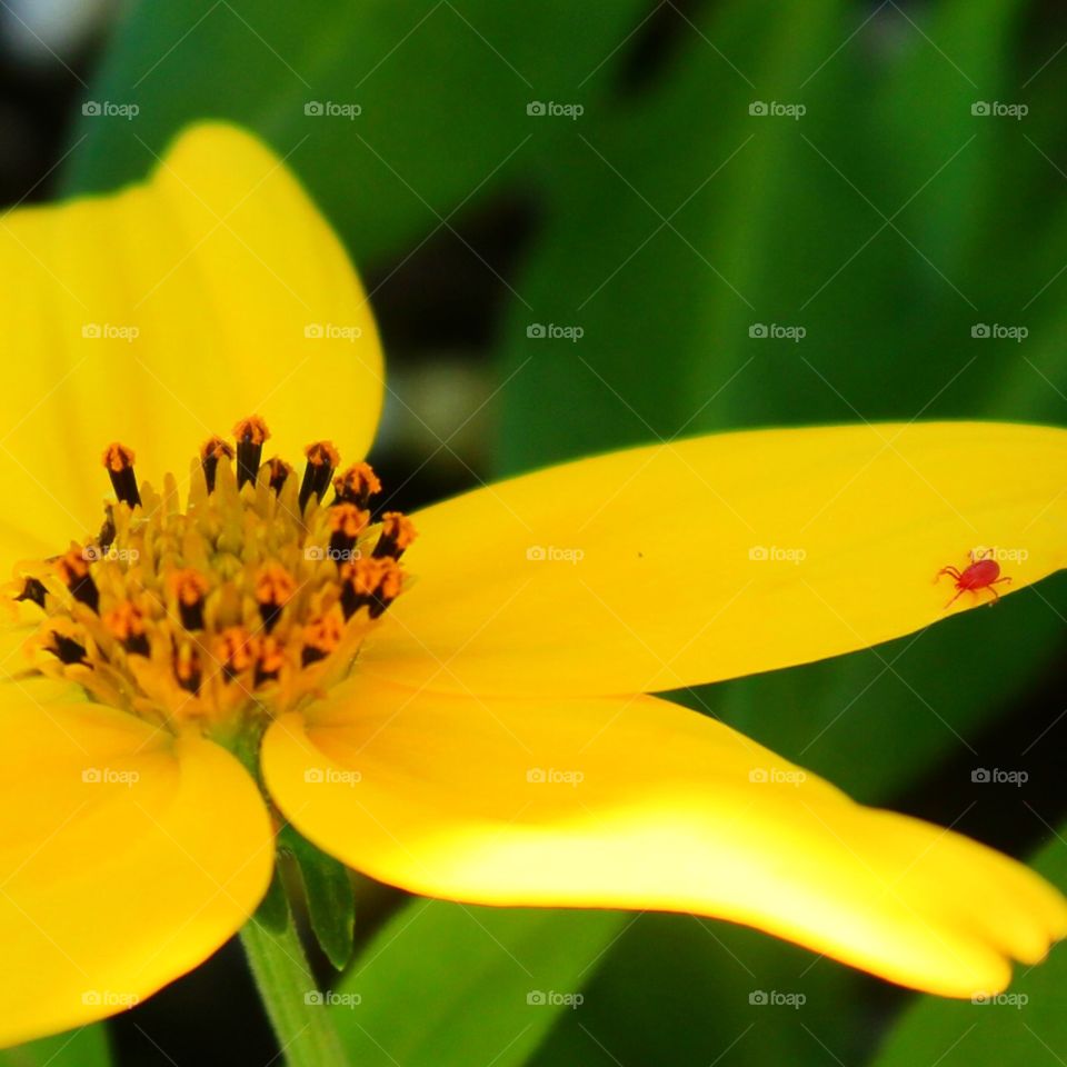A flower and its mite 