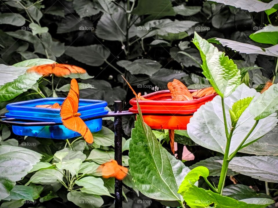 butterflies feeding; brightness in nature; vivid and colorful