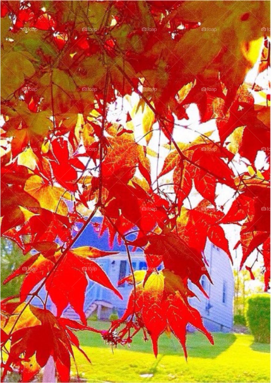 Stratford, CT. Autumnal fire outside my house...