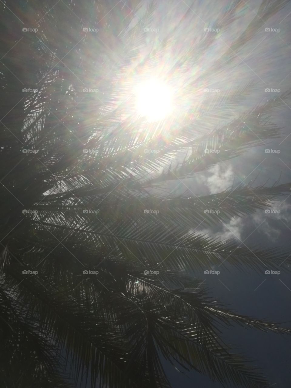 Eclipse through palm fronds