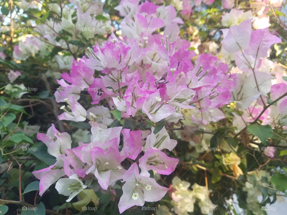 white pink flower