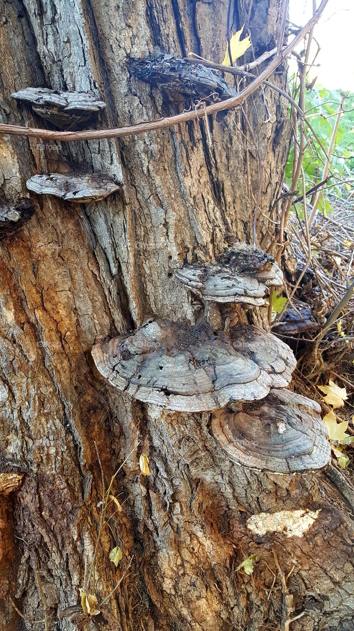 fungi on tree
