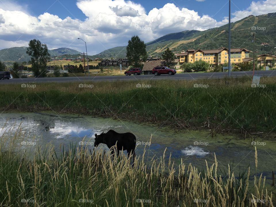 Moose sighting. Steamboat Springs, Colorado. 