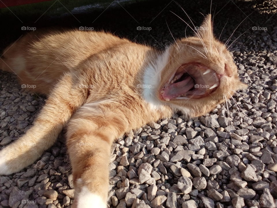 a cat yawning or cry
