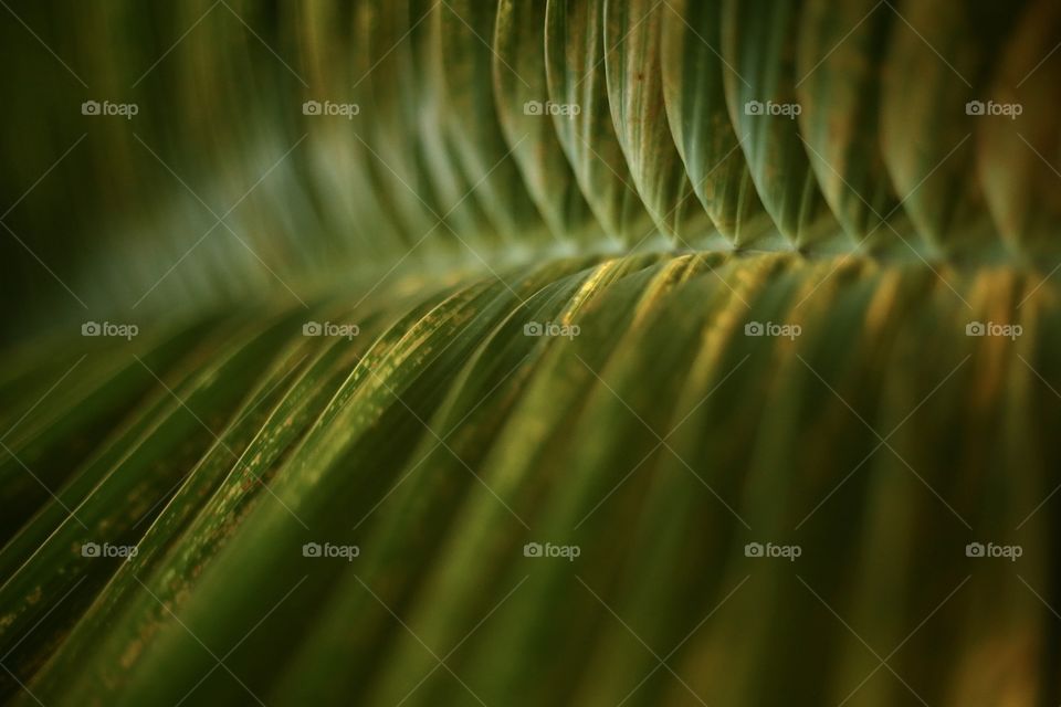 Leaf of palm