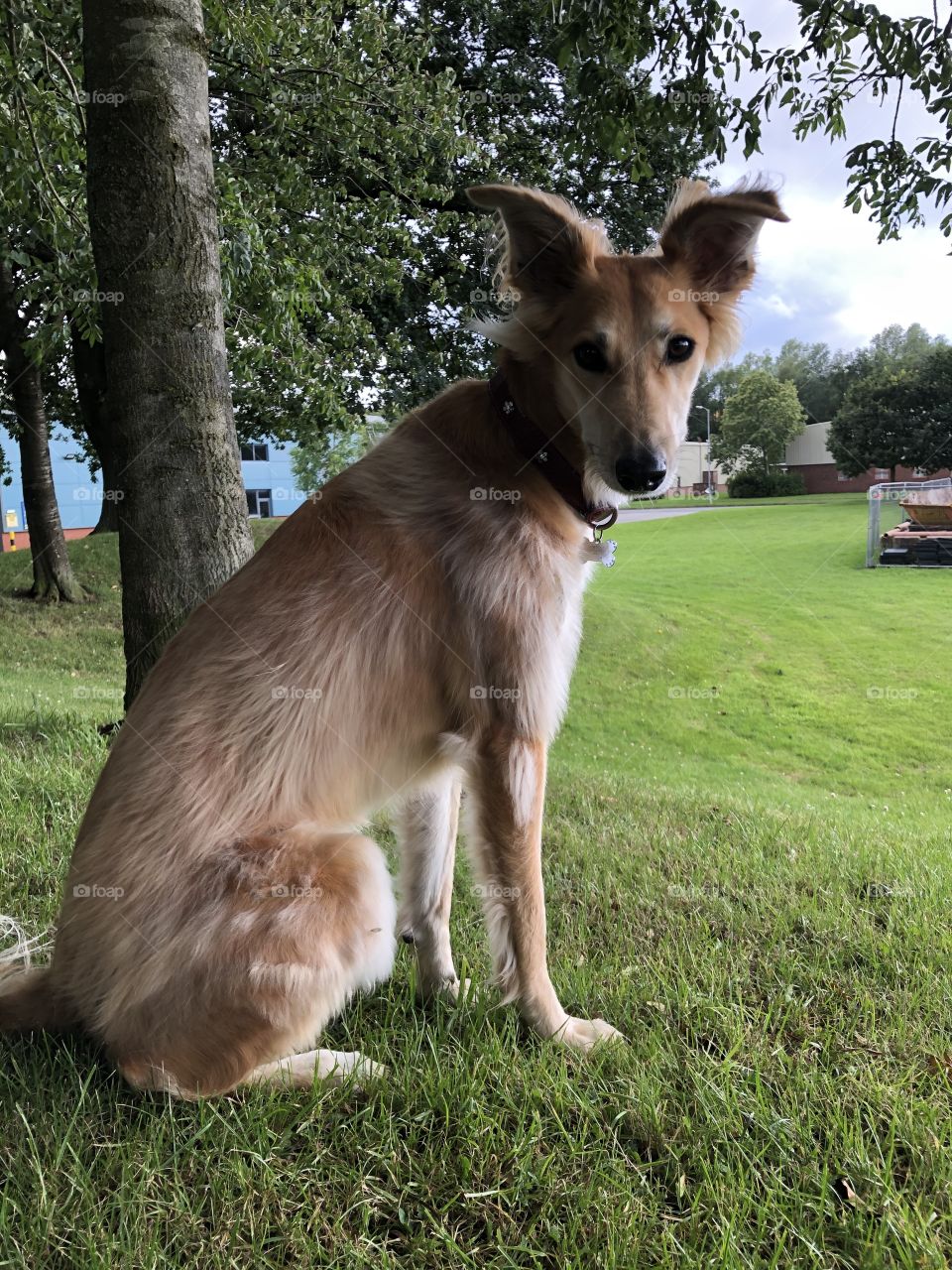 My name is phoebe and I am a saluki 😀