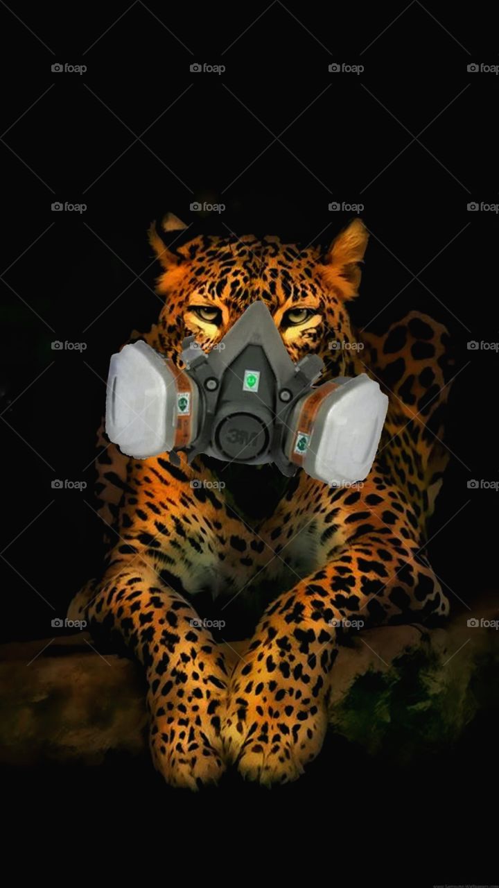 Fantastic a masked jaguar