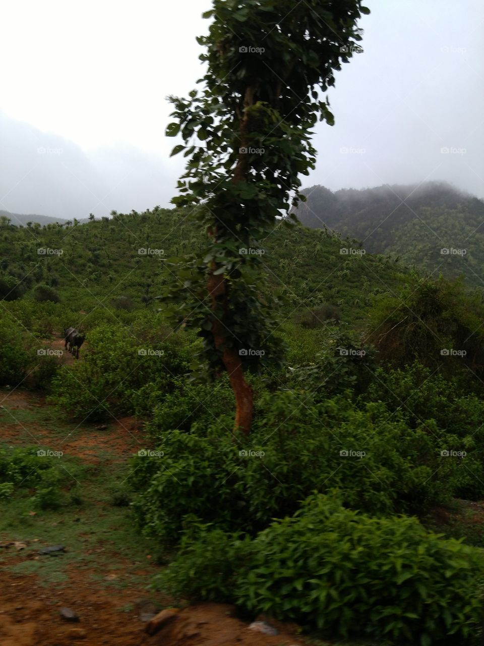 A tall tree growing at hill
