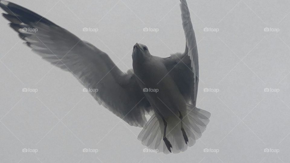 on beautiful seagull mid flight