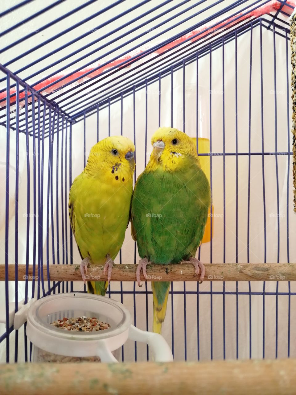Green and yellow birds 🐣🐦