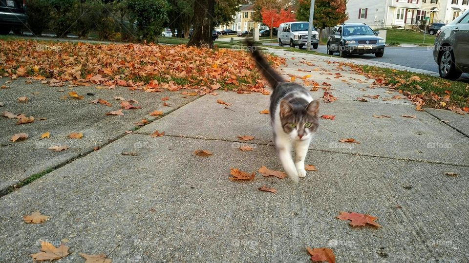 Cat on the Prowl