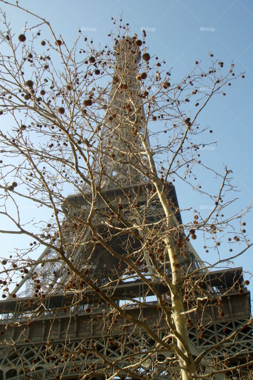 the Eiffel Tower opposite the tree