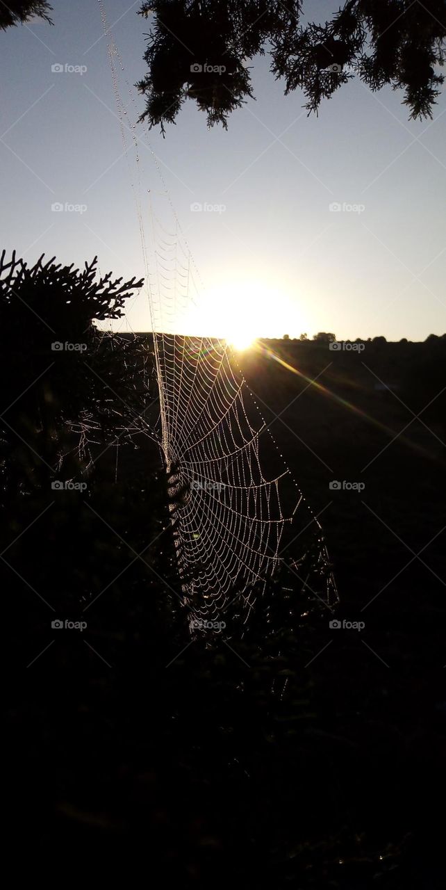 Golden Threads: Spiderweb at Sunrise.This image captures the delicate beauty of a spiderweb illuminated by the morning sun, creating a mesmerizing glow.