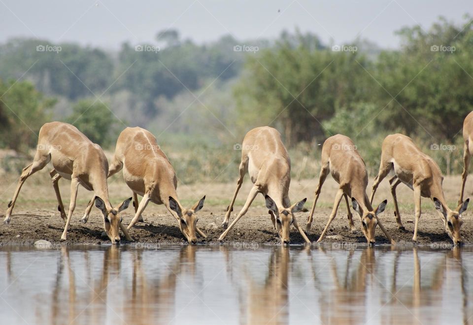 A herd of impala (or as I like to call them “bush goat”) 