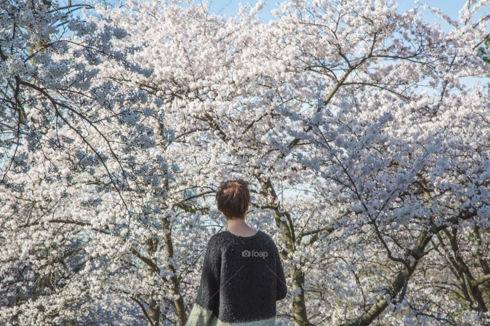 Spring Cherry Blossoms