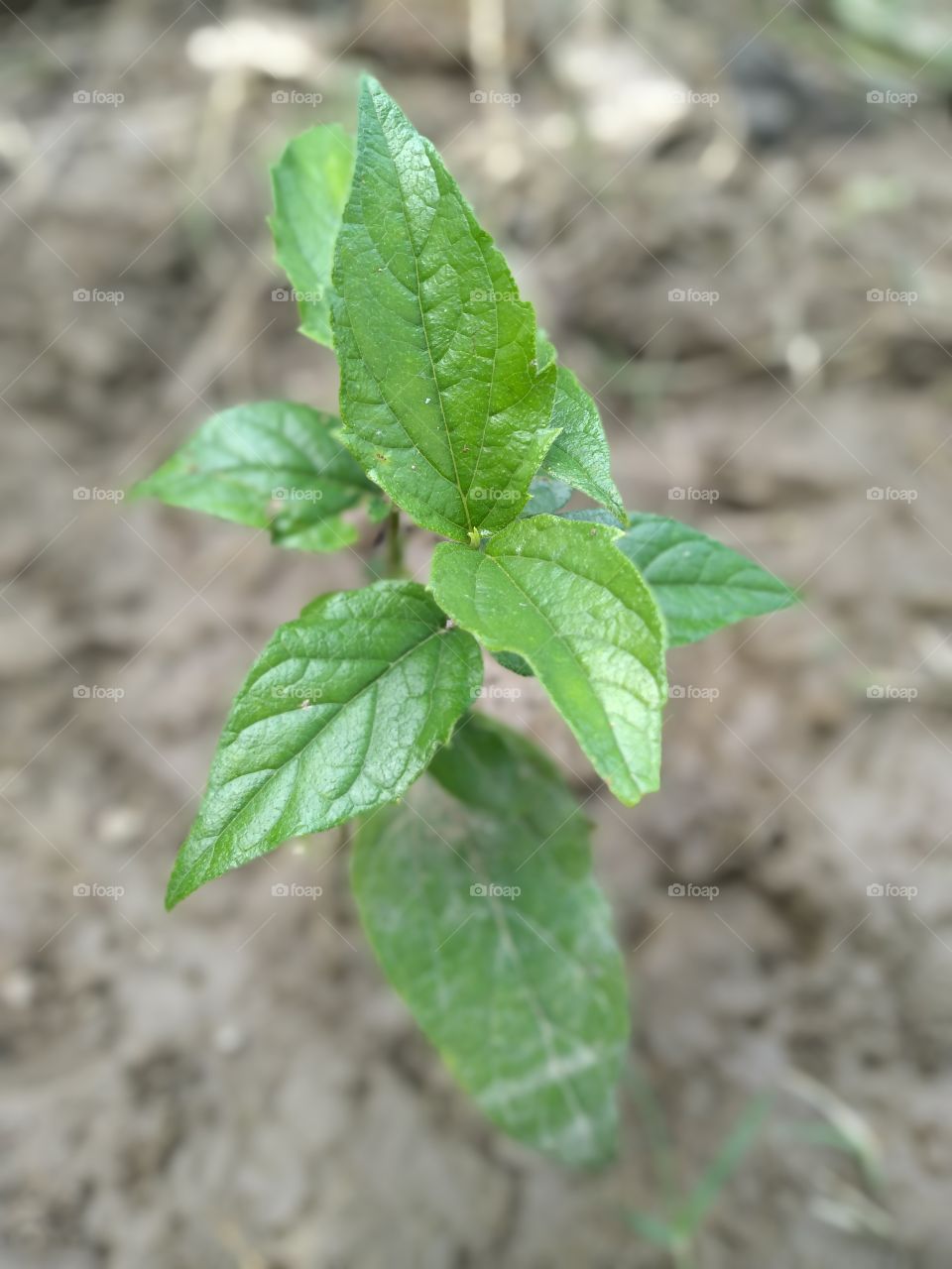 parijat harsingar plant