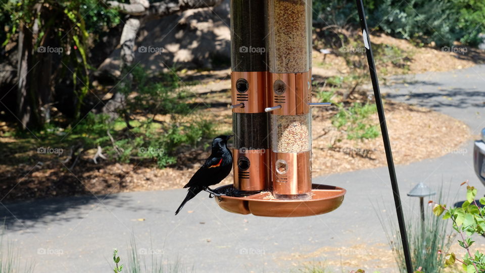 Bird feeding from birdfeeder