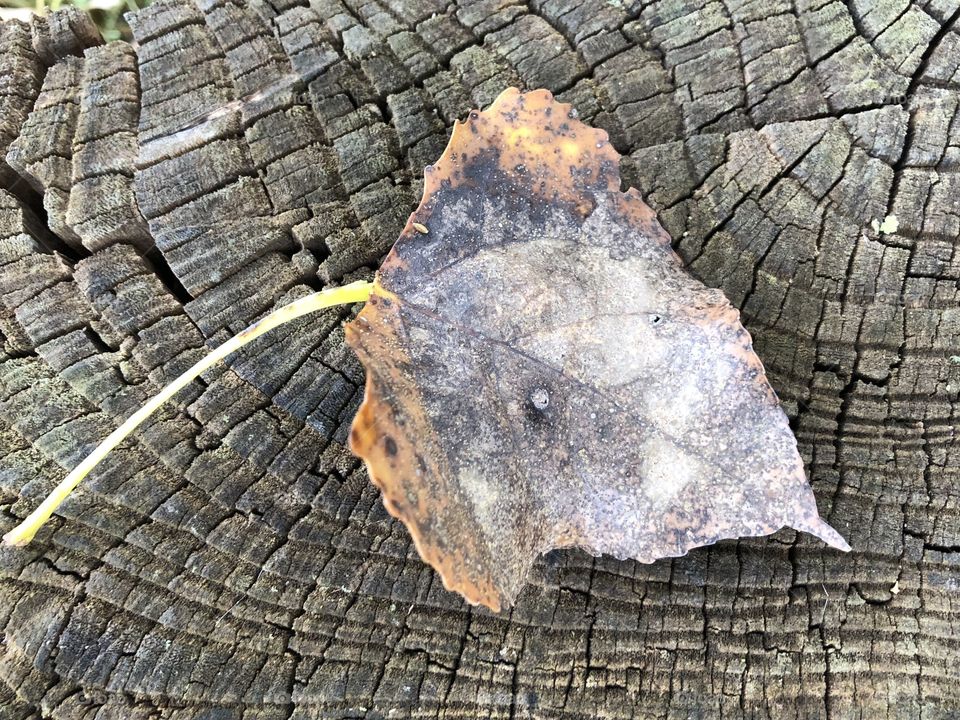 Leaves in fall