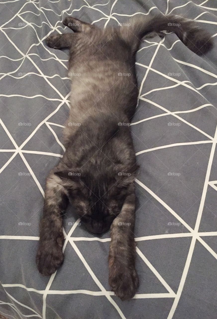 King Alvin aka “Stretch”