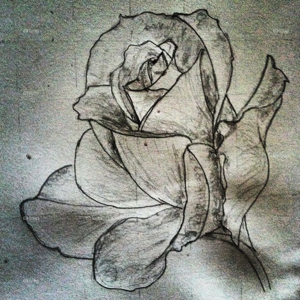 Rose Sketch