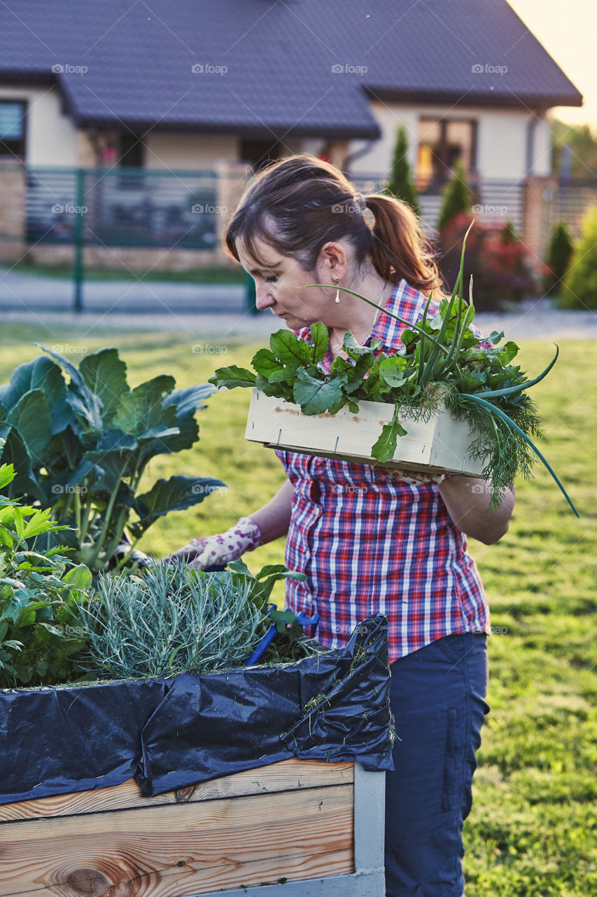 Woman working in a home garden in the backyard, picking the vegetables and put to wooden box. Candid people, real moments, authentic situations