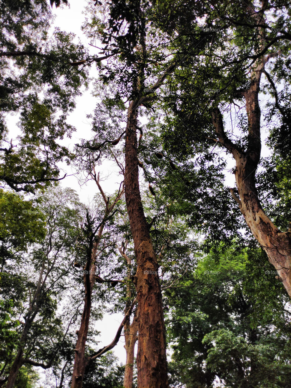 Nature beauty, beehives in the tree.