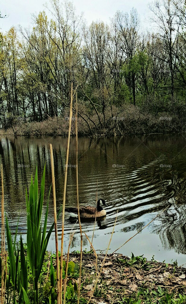 Canada Goose