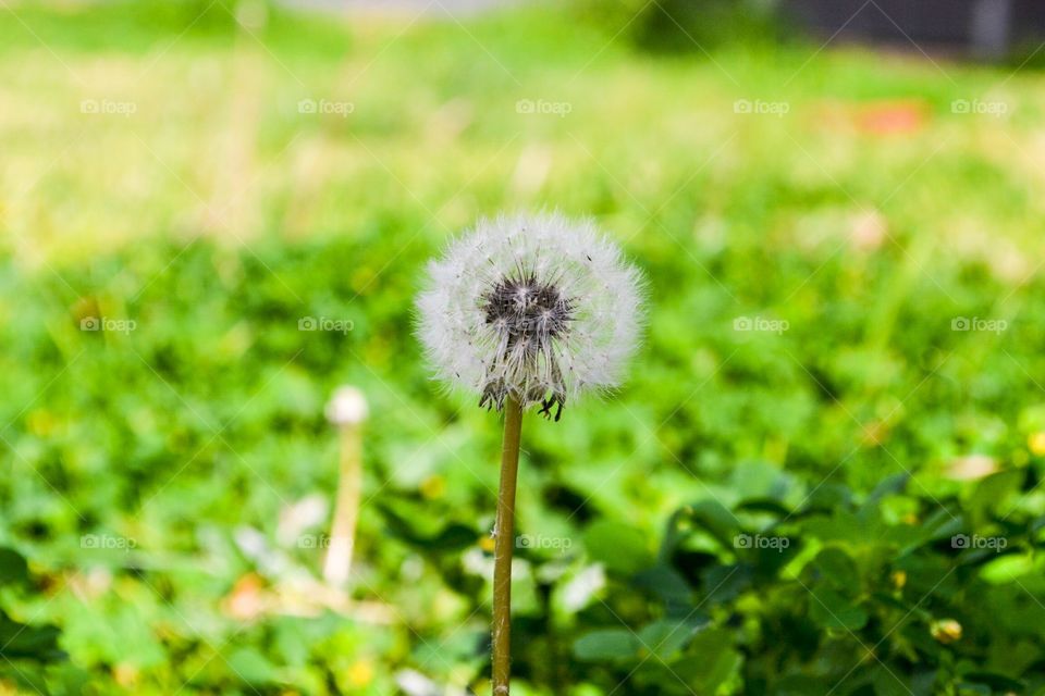 Dandelion seed head single alone in blurred grass 