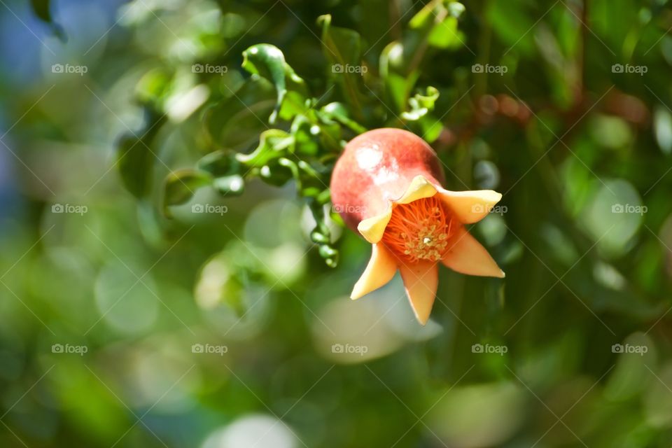 Pomegranate flower