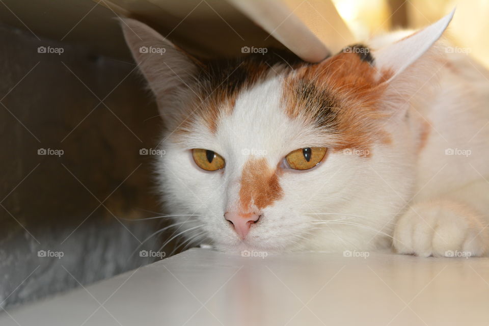 Cat, Cute, Pet, Portrait, Mammal