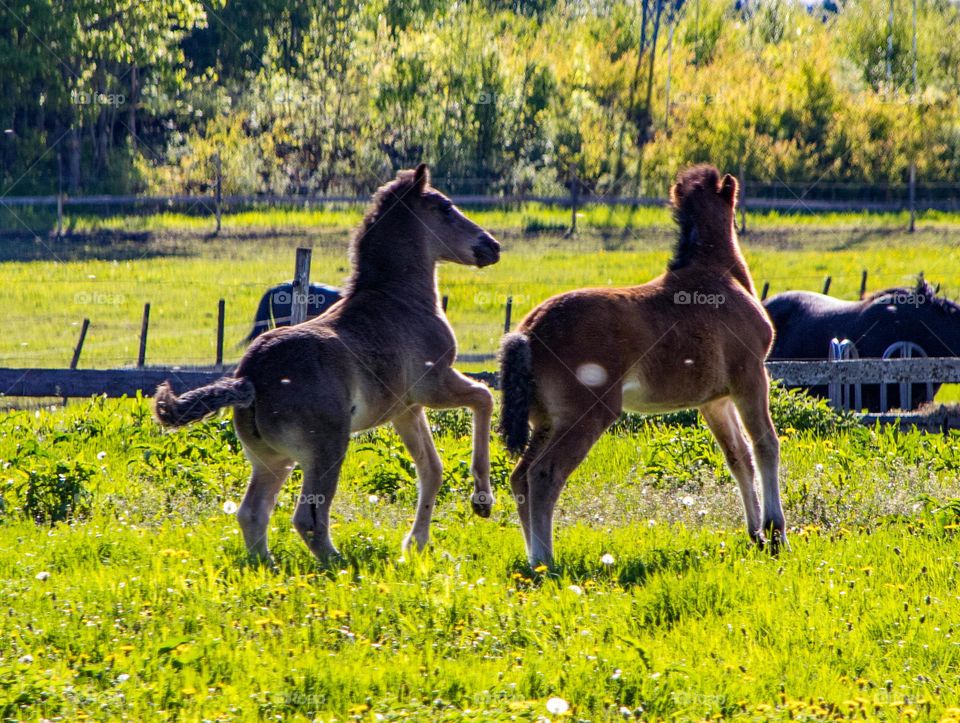 Two baby horses and family plays together at the green field .
Its springtime and sun and Soon summer .