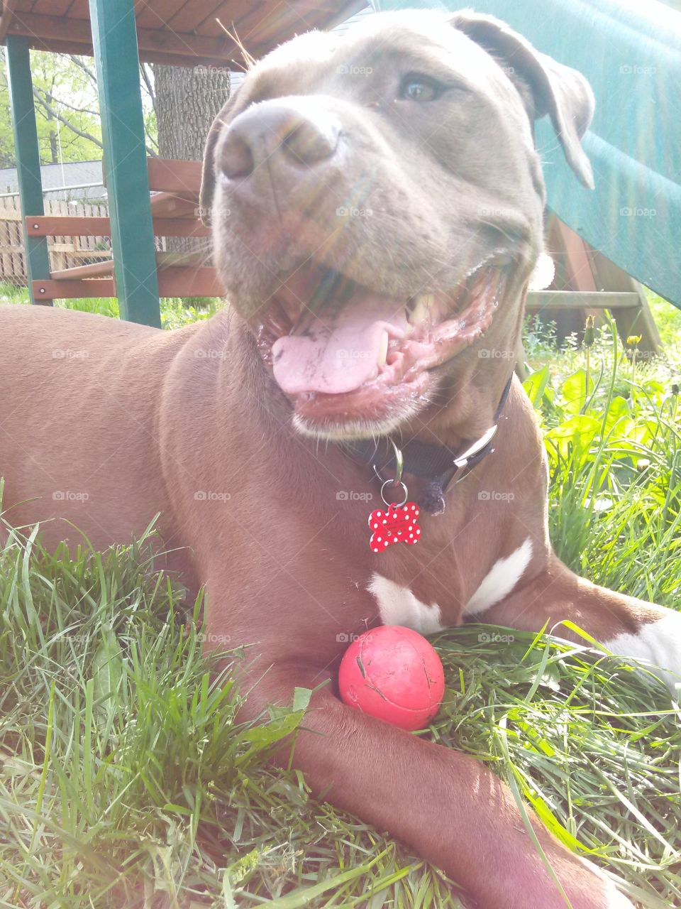 happy Rem. my dog, tired out from playing fetch