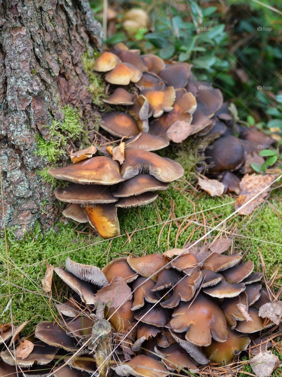Close-up of mushrooms