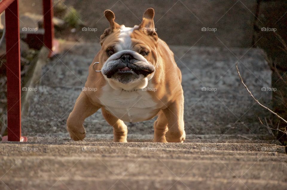 This bulldog was over exuberant as he was running up the stairs. A city dog out for a country lakeside outing  