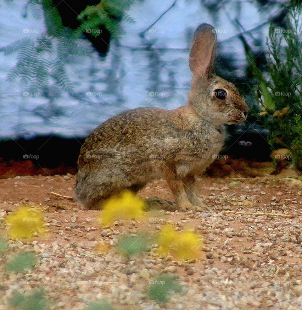 Rabbit on Lakeshore in Summer