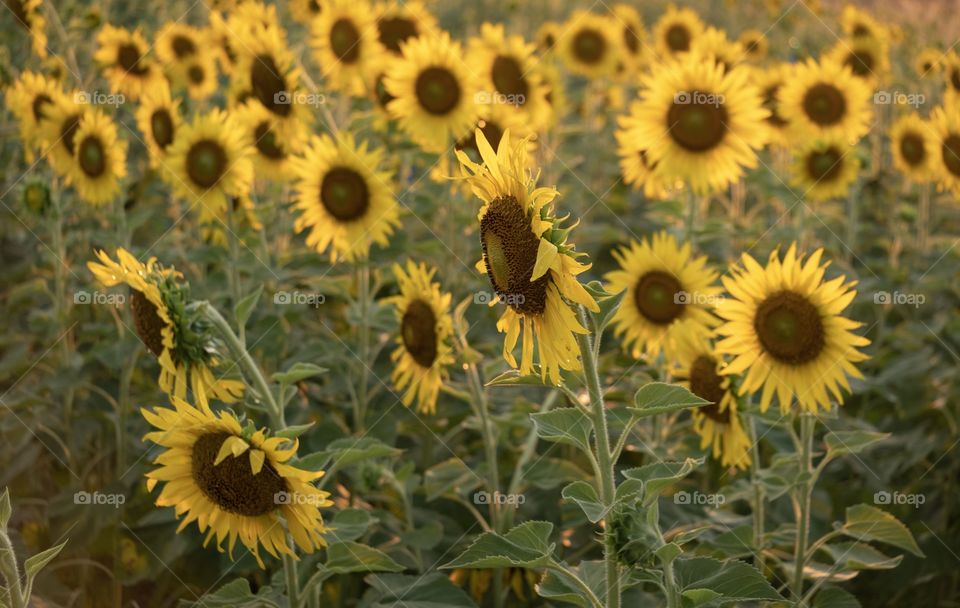 Sunflower field