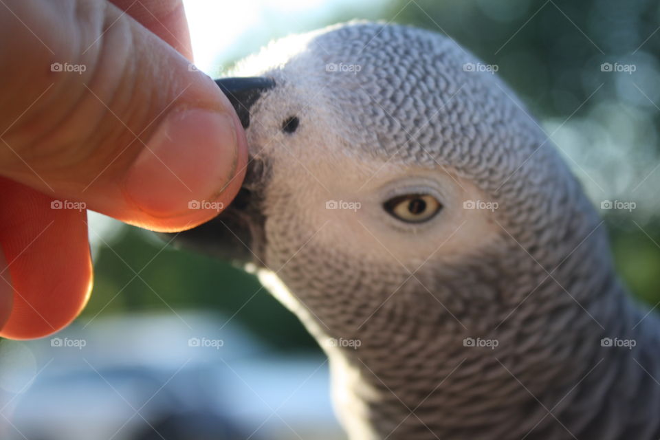 Parrot. Enjoying the summer outdoor