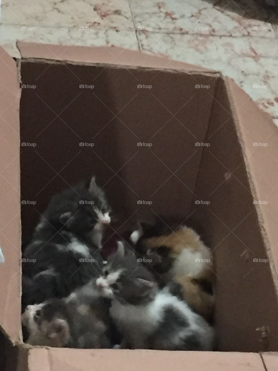 Baby cats 