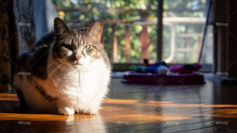 Cat Basking in the Sunlight