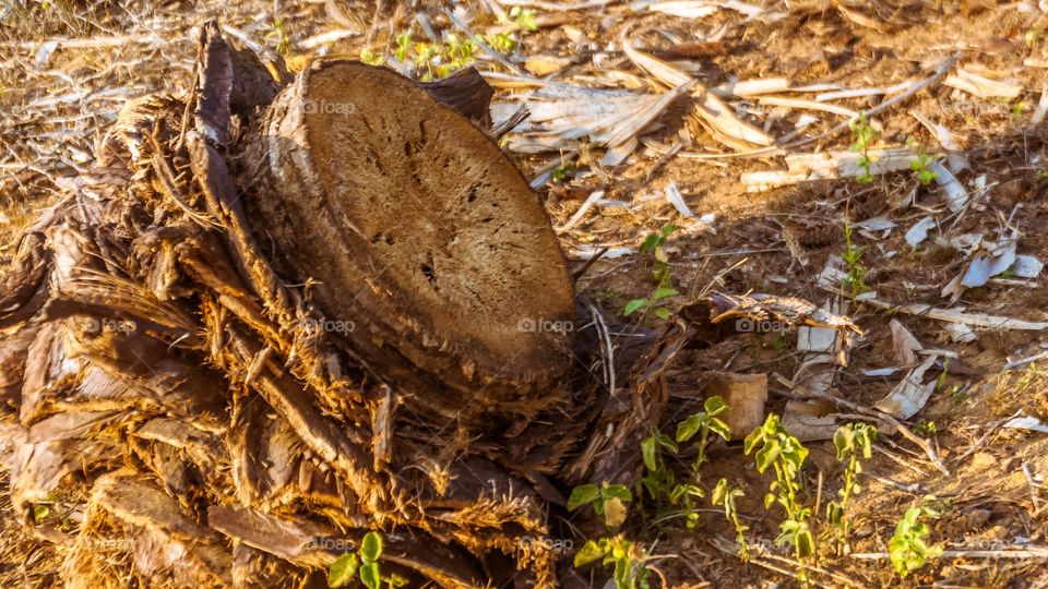 tree roots 