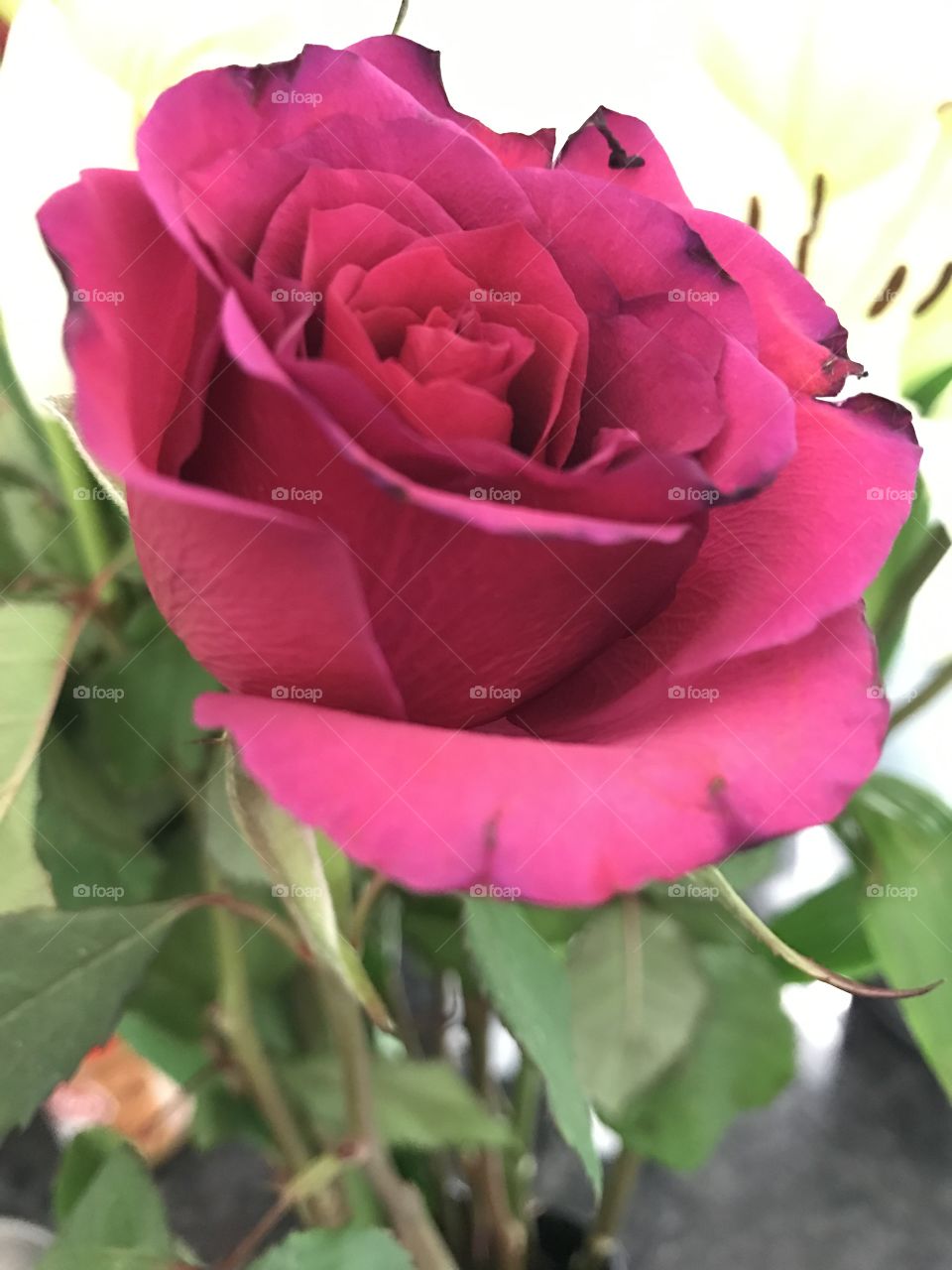 Rose in Spring